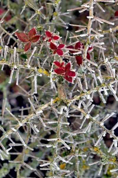 Oregon Close-up of frosted cotoneaster plant